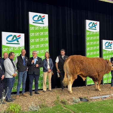 Le Concours National Limousin bient&ocirc;t de retour en Corr&egrave;ze
