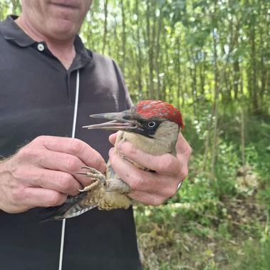 Un suivi scientifique des oiseaux &agrave; la R&eacute;serve d&eacute;partementale de biodiversit&eacute; d&rsquo;Argentat-sur-Dordogne 