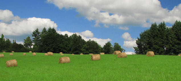 agriculture