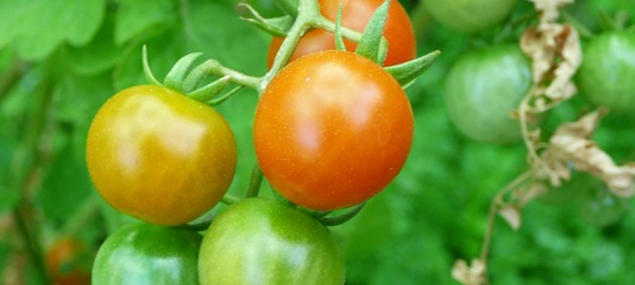 tomates corrèze
