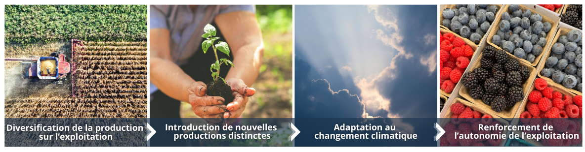 diversification agricole